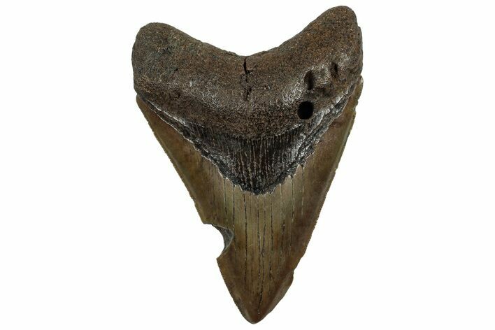 Serrated, Fossil Megalodon Tooth - South Carolina #321813
